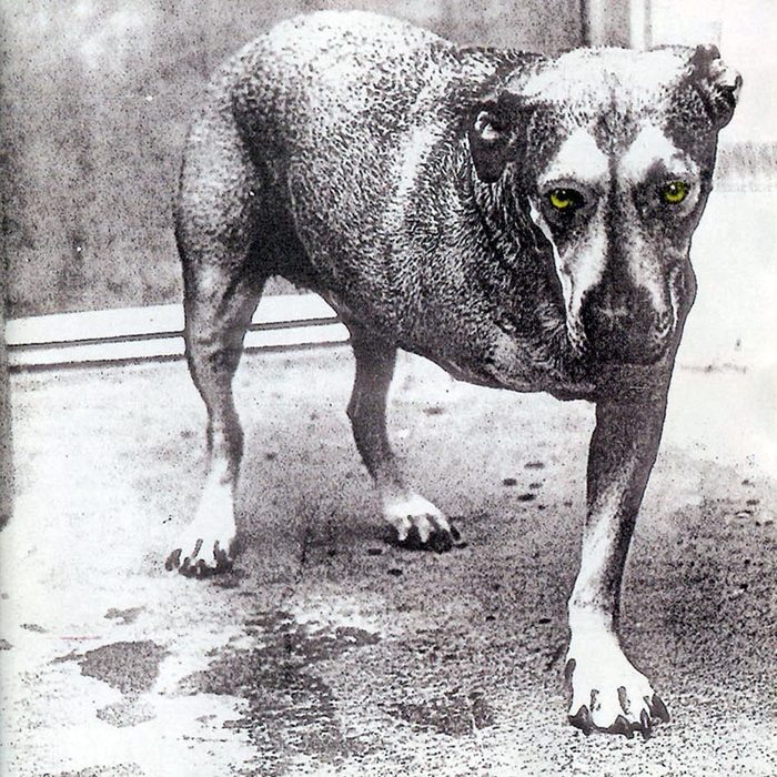 Alice in Chains - Alice in Chains