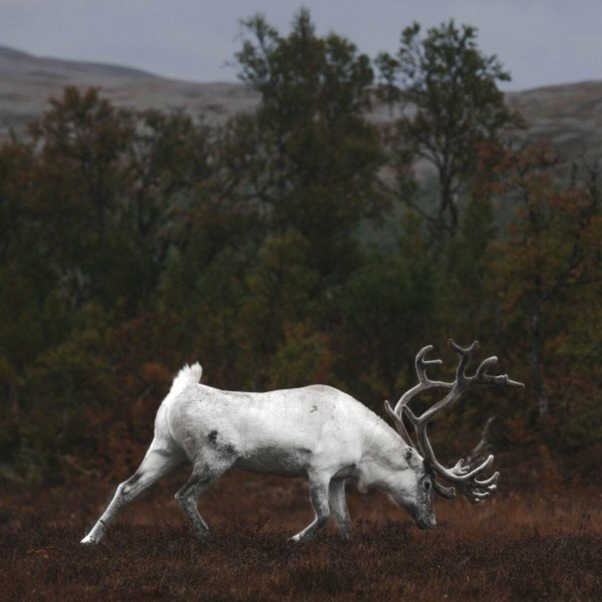 Ofdrykkja - Avfärd